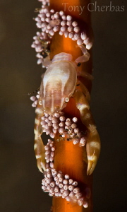 Porcelain and Pearls by Tony Cherbas 